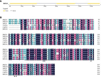 Identification and functional characterization of a flavonol synthase gene from sweet potato [Ipomoea batatas (L.) Lam.]